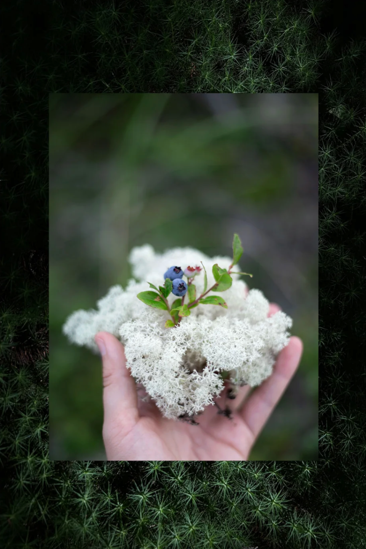 Cueillette - lichen