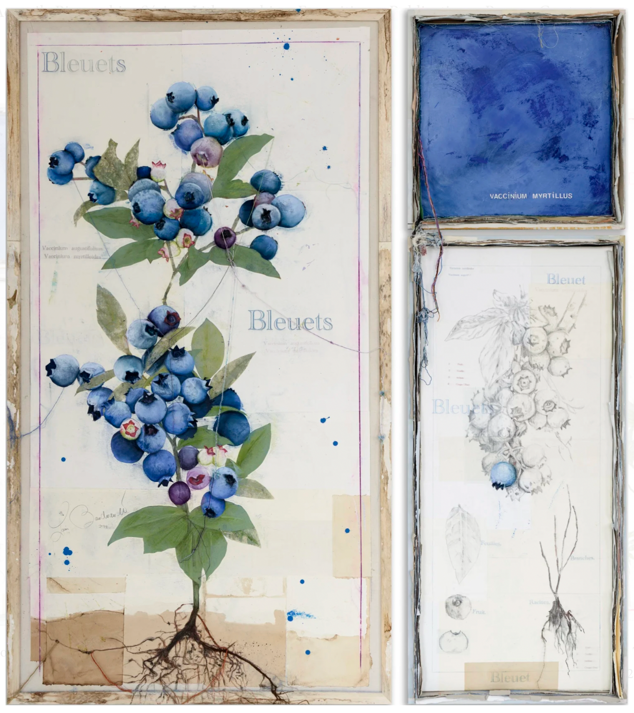Bleuet