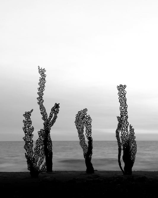 Laminaires - Annie Morin