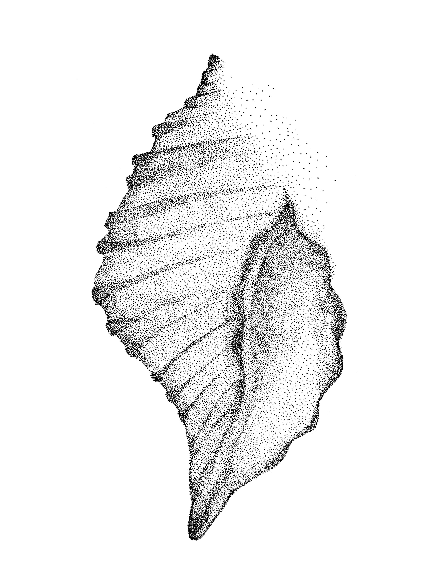 Œuvre d’art à l’encre noire de Van B représentant un coquillage des Iles de la Madeleine