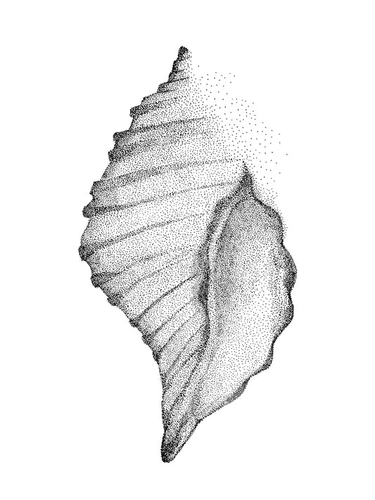 Œuvre d’art à l’encre noire de Van B représentant un coquillage des Iles de la Madeleine