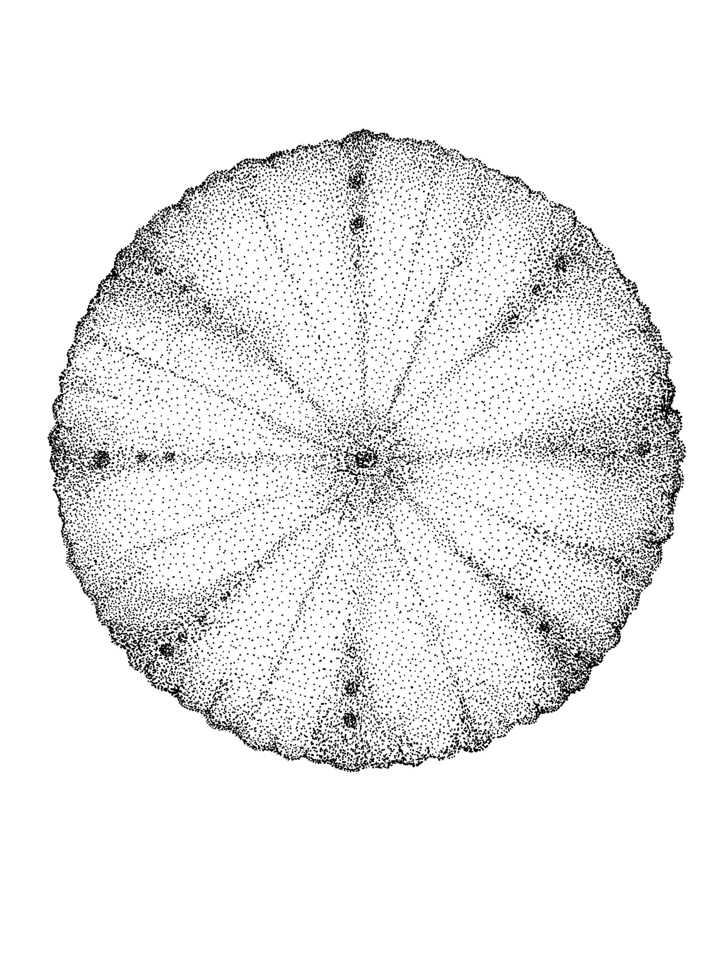 Œuvre d’art à l’encre noire de Van B représentant un oursin des Iles de la Madeleine