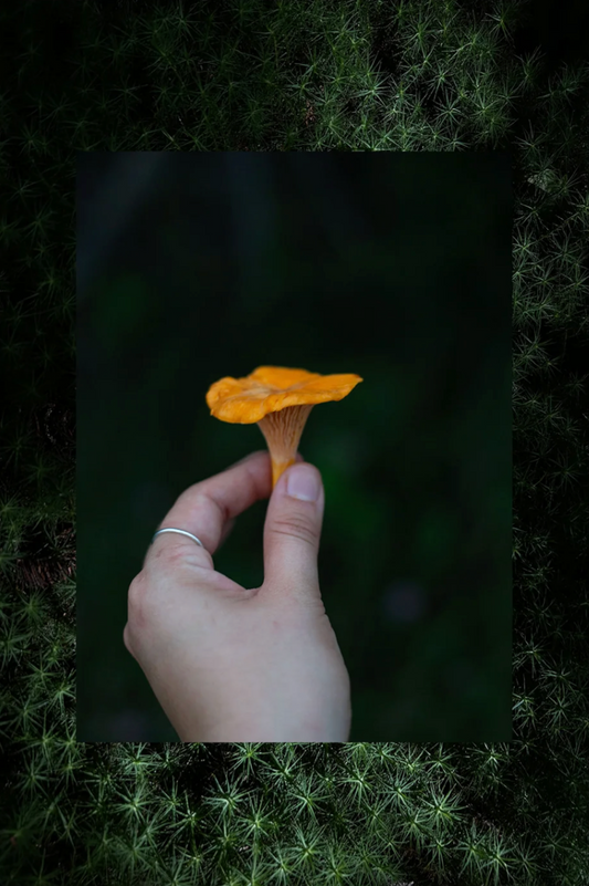 Cueillette - chanterelle