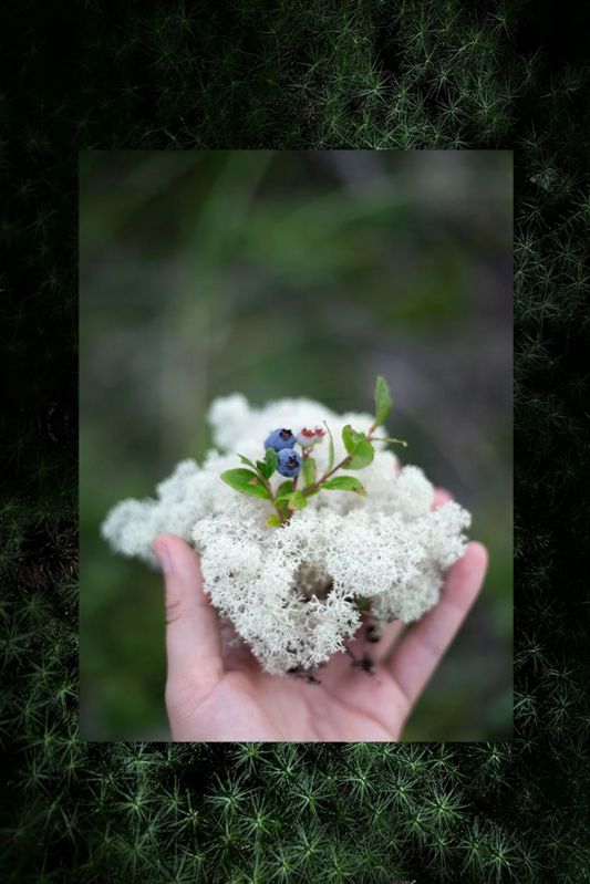 Cueillette - lichen