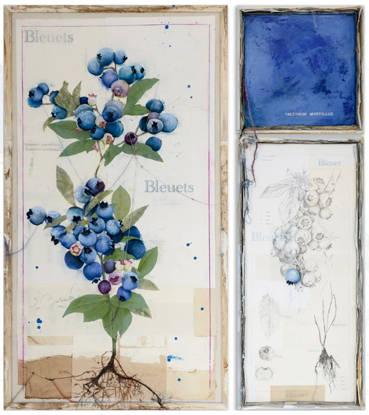 Bleuet