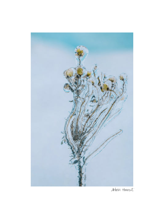Fleur de verre I