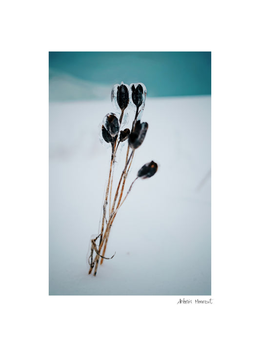 Fleur de verre II