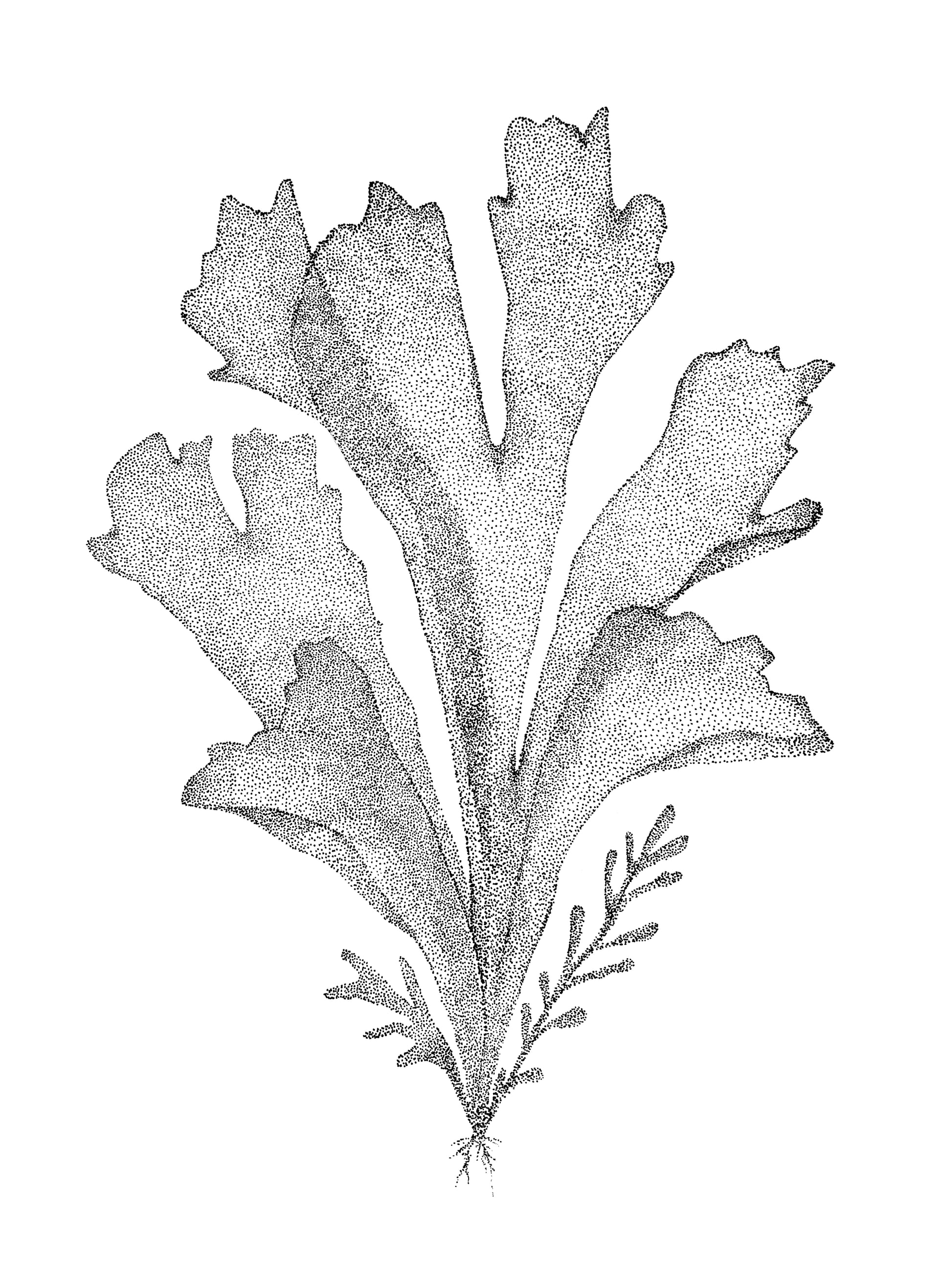Œuvre d’art à l’encre noire de Van B représentant une algue des Iles de la Madeleine