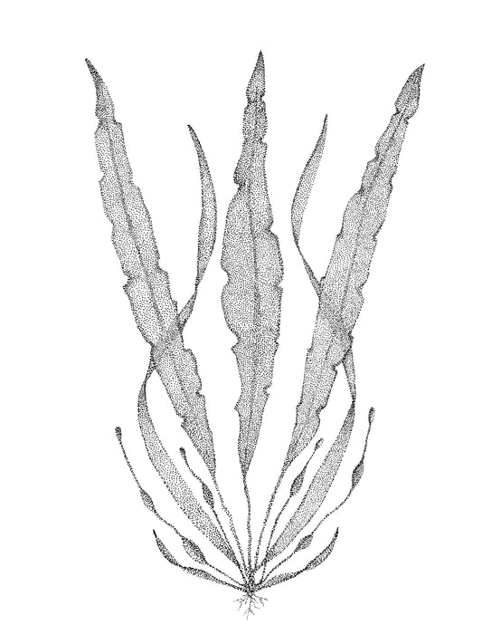 Œuvre d’art à l’encre noire de Van B représentant une algue des Iles de la Madeleine